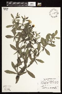 Baptisia leucophaea image