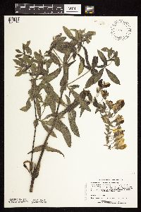 Baptisia leucophaea image