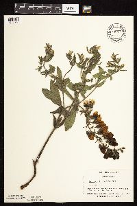 Baptisia leucophaea image