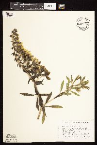 Baptisia leucophaea image