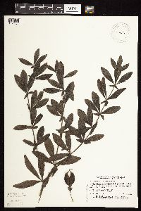 Baptisia leucophaea image