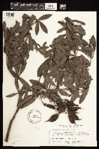 Baptisia leucophaea image