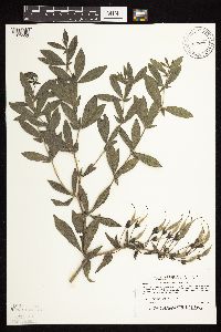 Baptisia leucophaea image