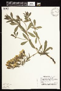 Baptisia leucophaea image