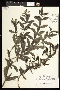 Baptisia leucophaea image