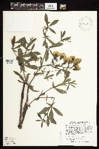Baptisia leucophaea image