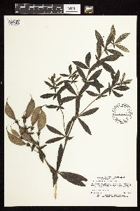 Baptisia leucophaea image