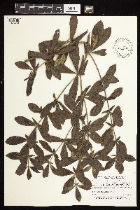 Baptisia leucophaea image