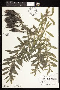 Baptisia leucophaea image