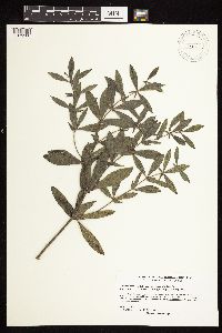 Baptisia leucophaea image