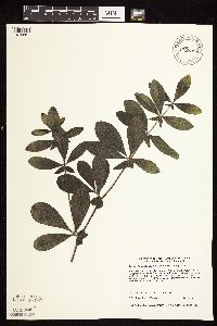 Baptisia leucophaea image