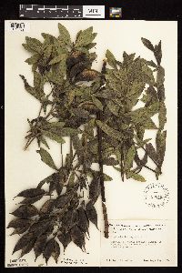 Baptisia leucophaea image