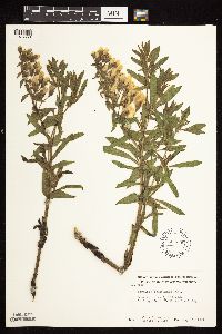 Baptisia leucophaea image