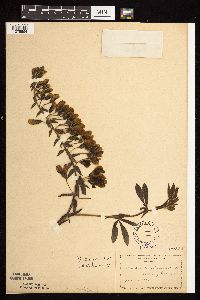 Baptisia leucophaea image