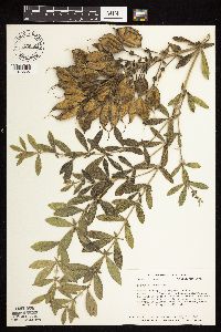 Baptisia leucophaea image