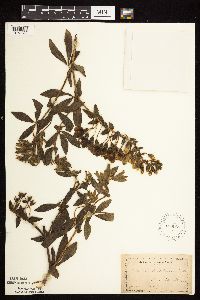 Baptisia leucophaea image