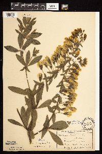 Baptisia leucophaea image