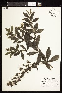 Baptisia leucophaea image
