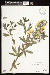 Baptisia leucophaea image