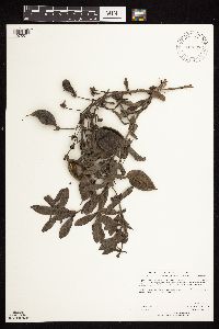 Baptisia leucophaea image