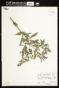 Baptisia leucophaea image