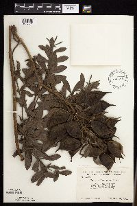 Baptisia leucophaea image