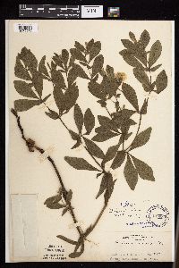 Baptisia leucophaea image