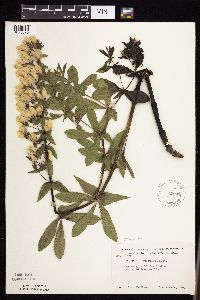 Baptisia leucophaea image
