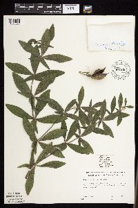 Baptisia leucophaea image