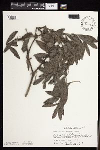 Baptisia leucophaea image