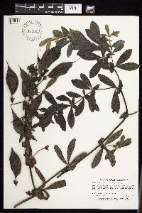 Baptisia leucophaea image