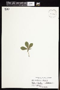 Baptisia leucophaea image