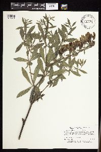 Baptisia leucophaea image