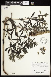 Baptisia leucophaea image