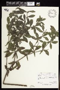 Baptisia leucophaea image