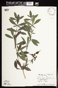 Baptisia leucophaea image