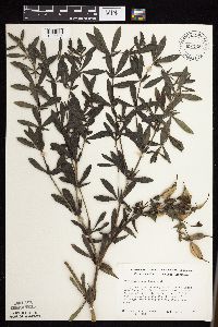 Baptisia leucophaea image