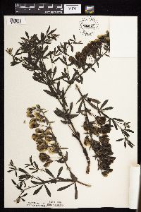 Baptisia leucophaea image