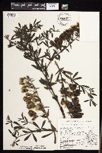 Baptisia leucophaea image