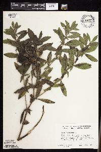 Baptisia leucophaea image