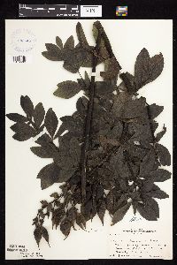 Baptisia leucophaea image