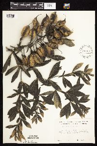 Baptisia leucophaea image