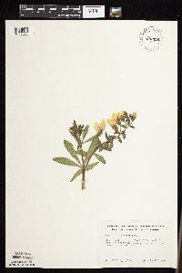 Baptisia leucophaea image