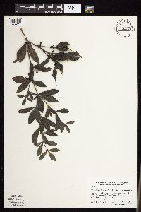 Baptisia leucophaea image