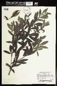 Baptisia leucophaea image