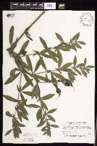 Baptisia leucophaea image