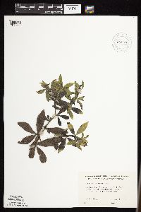 Baptisia leucophaea image