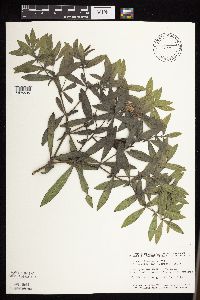 Baptisia leucophaea image