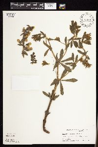 Baptisia leucophaea image