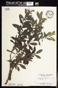 Baptisia leucophaea image